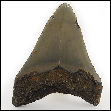 megalodon shark